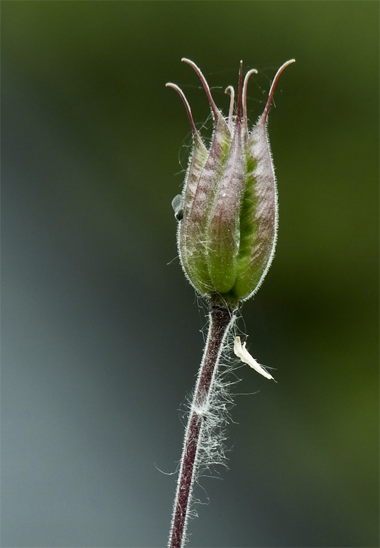 224 Pflanze SAM_0301 als Smart-Objekt-1 Kopie.jpg